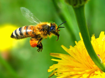 http://sridharsimplysaid.files.wordpress.com/2011/03/honey-bee-pollinating.png?w=640